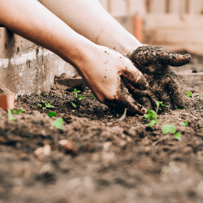Child's play: how to get your kids into gardening